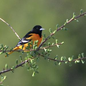 Baltimore Oriole