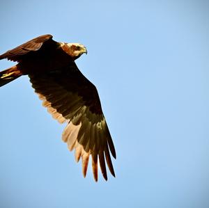 Western Marsh-harrier