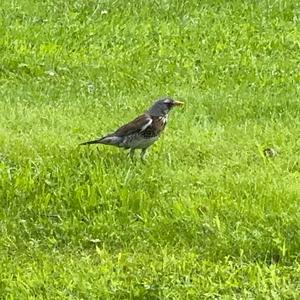 Fieldfare