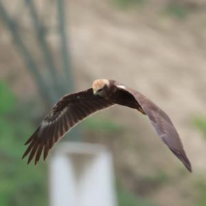 Western Marsh-harrier