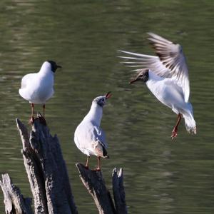 Black-headed Gull