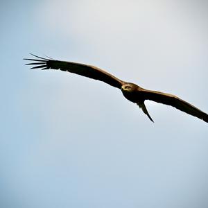 Black Kite