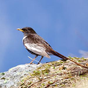 Ring Ouzel