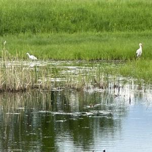 Little Egret