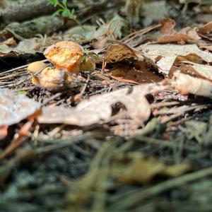 Chanterelle, Common