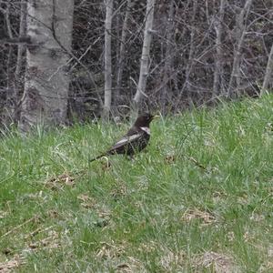 Ring Ouzel