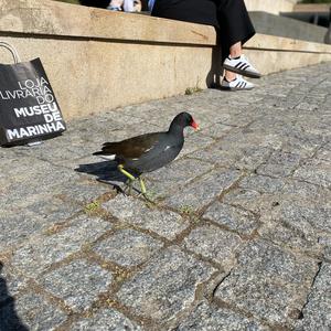 Common Moorhen