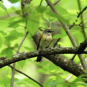 American Redstart