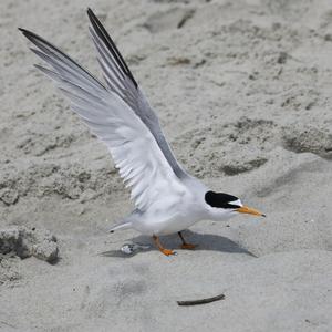 Little Tern