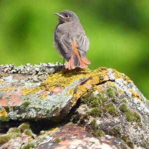 Black Redstart