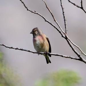 Eurasian Linnet