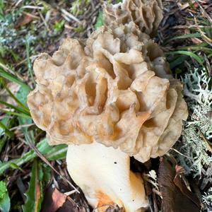 Yellow Morel