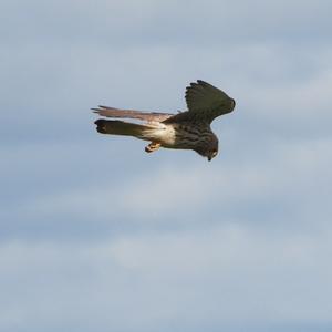 Common Kestrel