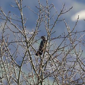 Common Cuckoo