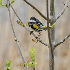 Yellow-rumped Warbler