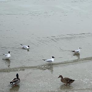 Black-headed Gull