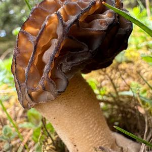 Black Morel