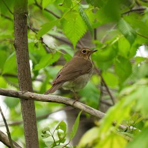 Swainson's Thrush