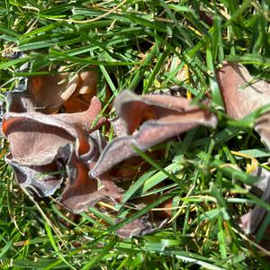 Unknown Species