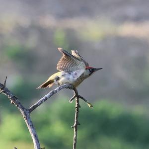 Eurasian Green Woodpecker