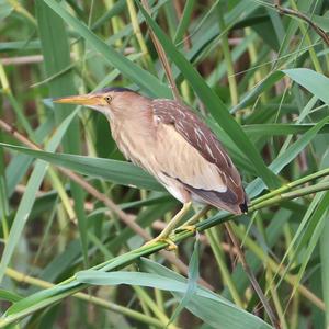 Little Bittern