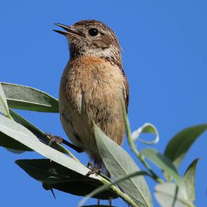 European stonechat