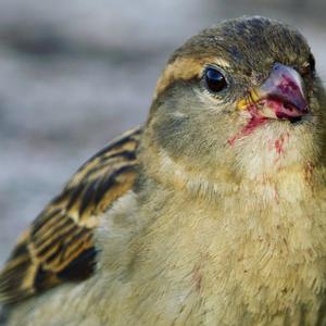 House Sparrow