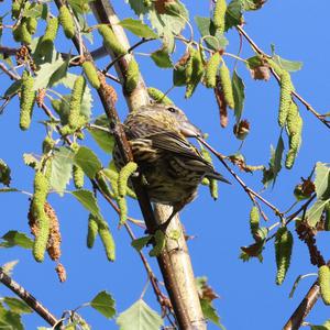 Red Crossbill