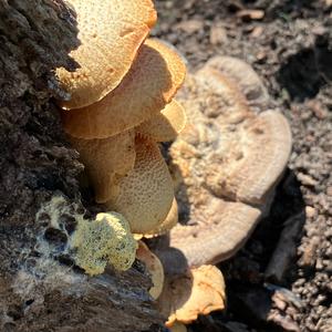 Unknown Species