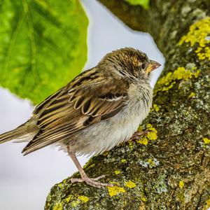 House Sparrow