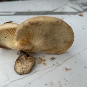 Unknown Species