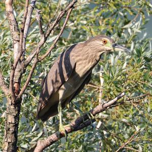 Black-crowned Night-heron