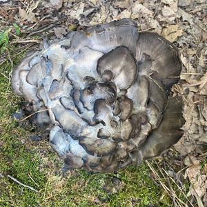 Unknown Species