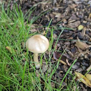 Unknown Species
