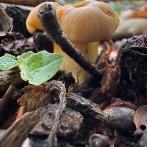 Chanterelle, Common