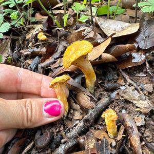 Unknown Species