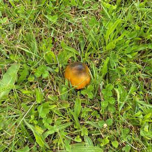 Unknown Species