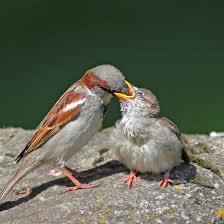 House Sparrow