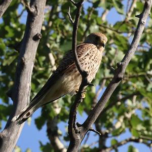 Turmfalke