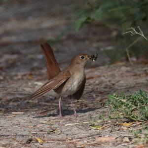 Common Nightingale