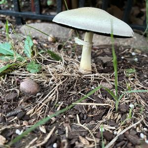 Unknown Species