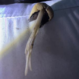 Unknown Species