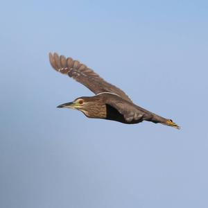 Black-crowned Night-heron
