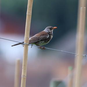 Fieldfare