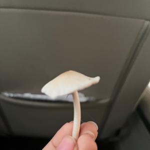 Unknown Species