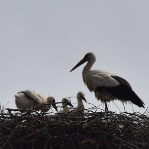 White Stork