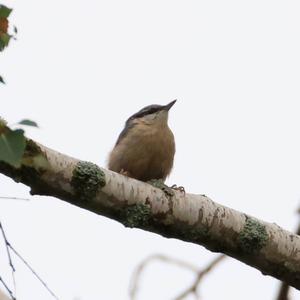 Wood Nuthatch