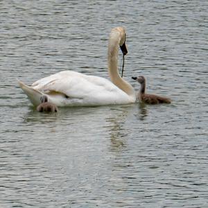 Mute Swan