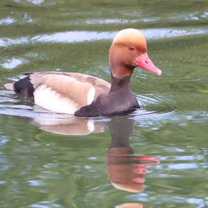 Red-crested Pochard