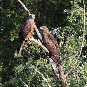 Black Kite